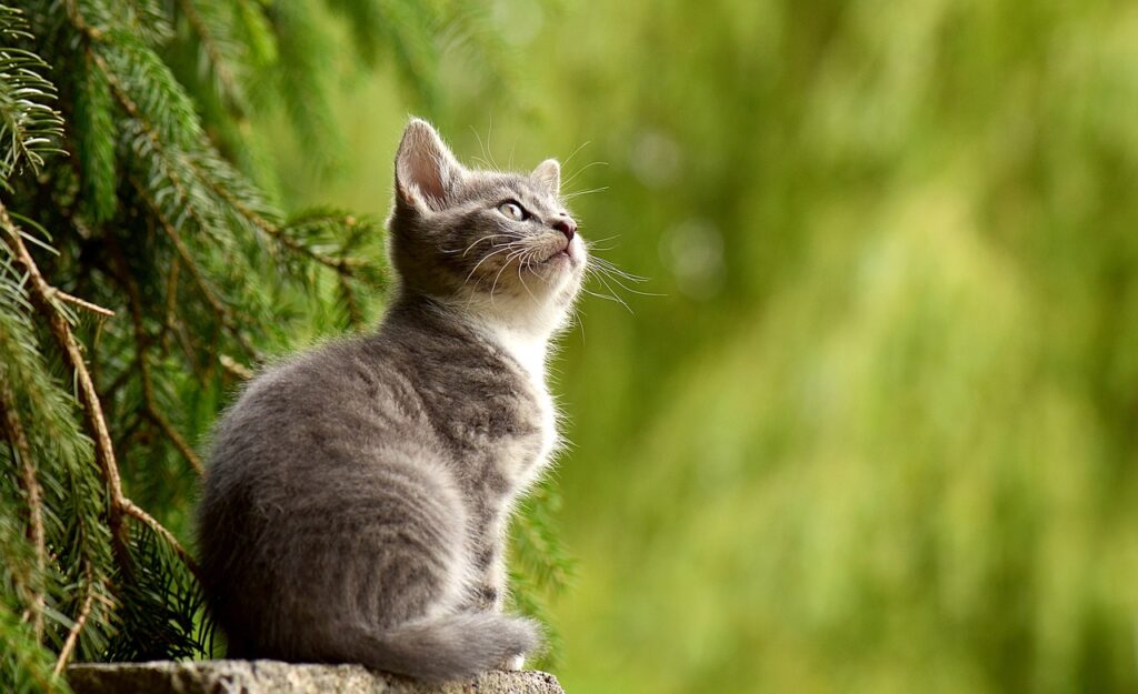 cat, young animal, nature