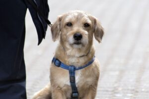 dog, nature, pet, animal, mascota, perro, hund, hunde, portrait, zagreb, croacia, croatia